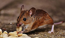 24 Hour & Emergency Exterminators in Los Angeles Brm, CA